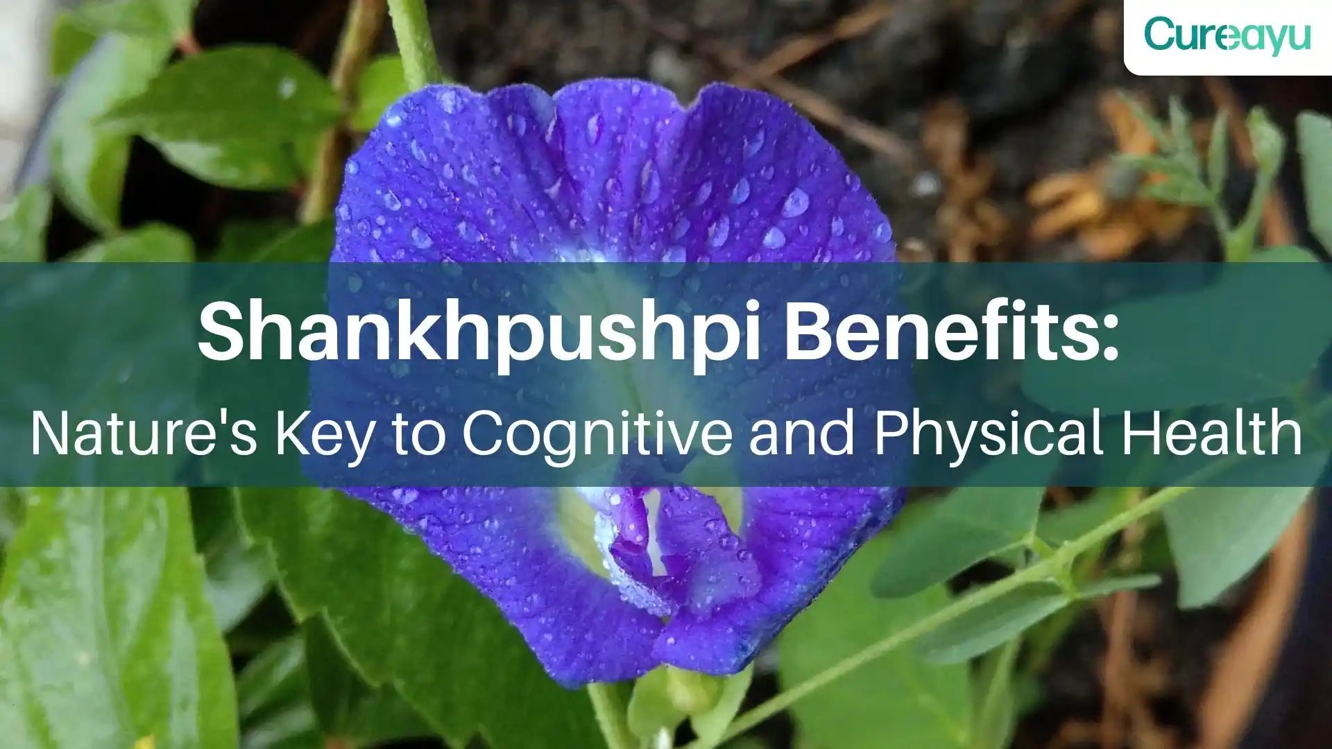 shankhpushpi benefits