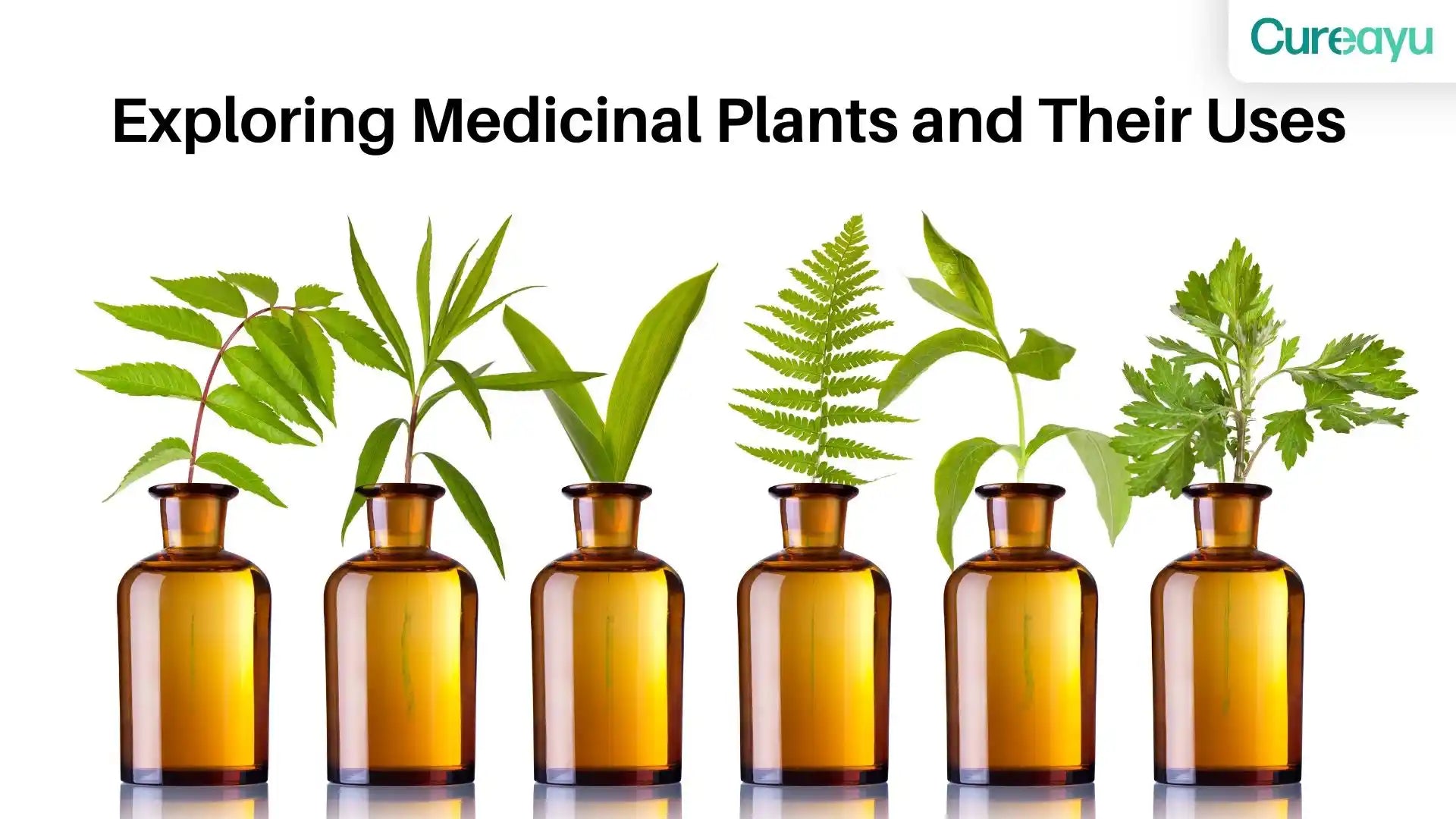 medicinal plants and their uses