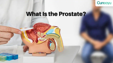 what is prostate