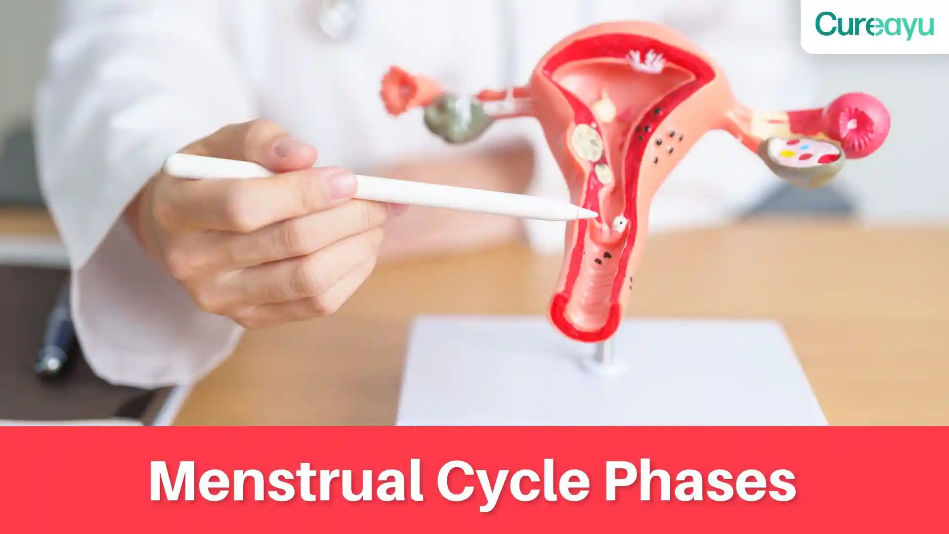 menstrual cycle phases 