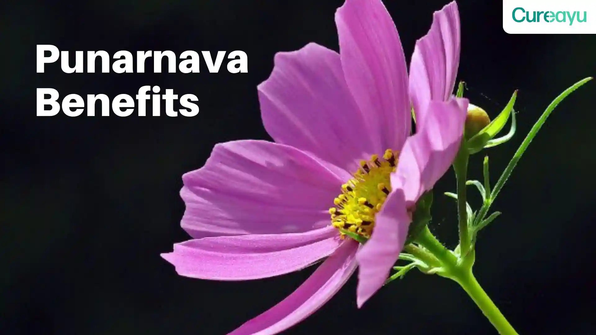 punarnava benefits