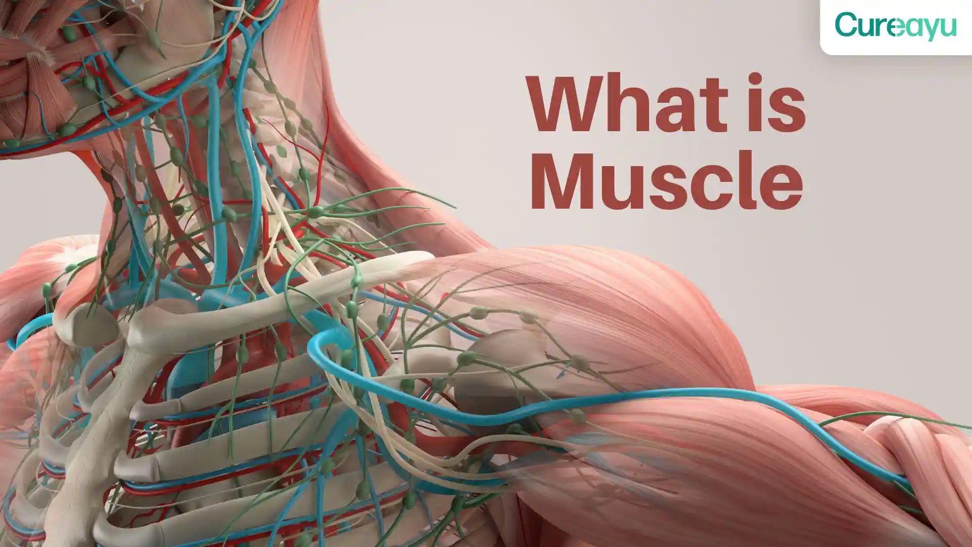 what is muscle